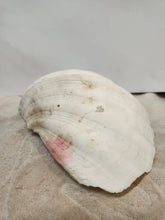Load image into Gallery viewer, Vintage Giant Clam Shell Ruffled Tridacna Squamous Display