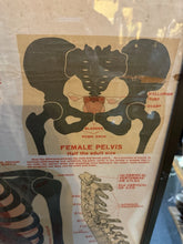 Load image into Gallery viewer, Antique 1911 Chart of Osteology skeletal Poster Dr. Gustave Michel 60.5” X 32.5”