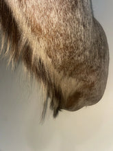 Load image into Gallery viewer, Monumental African Greater Kudu Taxidermy Shoulder Mount-VERY LARGE 63”