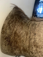 Load image into Gallery viewer, Monumental African Greater Kudu Taxidermy Shoulder Mount-VERY LARGE 63”