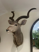 Load image into Gallery viewer, Monumental African Greater Kudu Taxidermy Shoulder Mount-VERY LARGE 63”