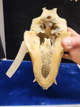 Load image into Gallery viewer, Real Animal Skull Pig-Like Peccary Javelina Cleaned Taxidermy 8.5x4x6.5"