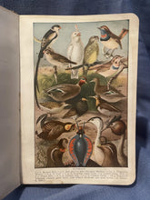 Load image into Gallery viewer, The New Universities Dictionary - Illustrated: 1916 First Edition RARE, Leather