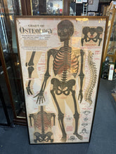 Load image into Gallery viewer, Antique 1911 Chart of Osteology skeletal Poster Dr. Gustave Michel 60.5” X 32.5”