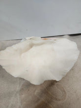 Load image into Gallery viewer, Vintage Giant Clam Shell Ruffled Tridacna Squamous Display