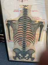 Load image into Gallery viewer, Antique 1911 Chart of Osteology skeletal Poster Dr. Gustave Michel 60.5” X 32.5”