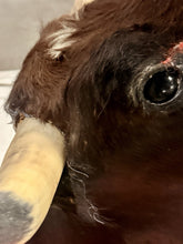 Load image into Gallery viewer, Vintage Mexican Toro Hostelero Bull Head Taxidermy Trophy Mount Tijuana 1969