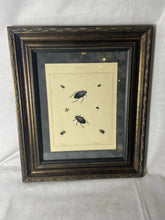 Load image into Gallery viewer, Antique 1793 Engraving Of Dytiscus beetles by Thomas Martyn From London England