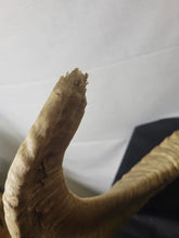 Load image into Gallery viewer, Ram Skull Rustic Decor Exotic Wildlife ranch desert Texas Hill Country!!
