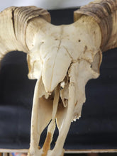 Load image into Gallery viewer, Ram Skull Rustic Decor Exotic Wildlife ranch desert Texas Hill Country!!
