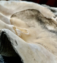 Load image into Gallery viewer, Ancient Giant Clam Shell (Tridacna Gigas) 32" W, 19” D, 10” T, 87 Pounds