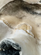 Load image into Gallery viewer, Ancient Giant Clam Shell (Tridacna Gigas) 32" W, 19” D, 10” T, 87 Pounds