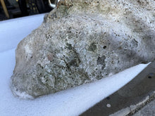 Load image into Gallery viewer, TR-6 Ancient Giant Clam Shell (Tridacna Gigas) 24.5" W, 18” D, 9” T, 53 Pounds