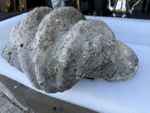 Load image into Gallery viewer, TR-6 Ancient Giant Clam Shell (Tridacna Gigas) 24.5" W, 18” D, 9” T, 53 Pounds