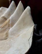 Load image into Gallery viewer, Ancient Giant Clam Shell (Tridacna Gigas) 32" W, 19” D, 10” T, 87 Pounds