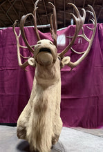 Load image into Gallery viewer, Large Vintage 56” Double-Shovel Caribou Shoulder Mount Multi-Point Taxidermy
