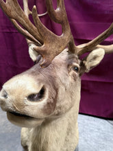 Load image into Gallery viewer, Large Vintage 56” Double-Shovel Caribou Shoulder Mount Multi-Point Taxidermy