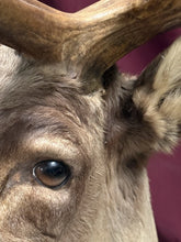 Load image into Gallery viewer, Large Vintage 56” Double-Shovel Caribou Shoulder Mount Multi-Point Taxidermy