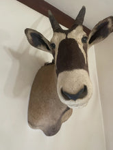 Load image into Gallery viewer, Large Vintage 46” African Gemsbok Taxidermy Mount