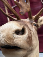 Load image into Gallery viewer, Large Vintage 56” Double-Shovel Caribou Shoulder Mount Multi-Point Taxidermy