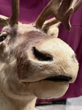 Load image into Gallery viewer, Large Vintage 56” Double-Shovel Caribou Shoulder Mount Multi-Point Taxidermy