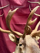 Load image into Gallery viewer, Large Vintage 56” Double-Shovel Caribou Shoulder Mount Multi-Point Taxidermy