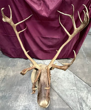 Load image into Gallery viewer, Large Vintage 56” Double-Shovel Caribou Shoulder Mount Multi-Point Taxidermy