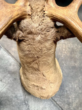 Load image into Gallery viewer, Large Vintage 56” Double-Shovel Caribou Shoulder Mount Multi-Point Taxidermy
