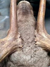 Load image into Gallery viewer, Large Vintage 56” Double-Shovel Caribou Shoulder Mount Multi-Point Taxidermy