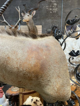 Load image into Gallery viewer, Large Vintage 46” African Gemsbok Taxidermy Mount