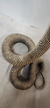 Load image into Gallery viewer, 26" Strike Position Cobra Snake Taxidermy Reptile Mount Vintage Southeast Asia