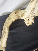 Load image into Gallery viewer, Ram Skull Rustic Decor Exotic Wildlife ranch desert Texas Hill Country!!