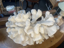 Load image into Gallery viewer, Extra Large White Cauliflower coral POCILLOPORA EYDOUXI 19“ X 14“
