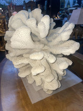 Load image into Gallery viewer, Extra Large White Cauliflower coral POCILLOPORA EYDOUXI 19“ X 14“