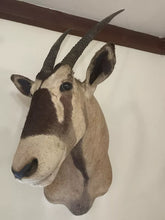 Load image into Gallery viewer, Large Vintage 46” African Gemsbok Taxidermy Mount