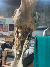 Load image into Gallery viewer, Authentic Taxidermy Baby Giraffe Skeleton Mounted On Display 68” Tall
