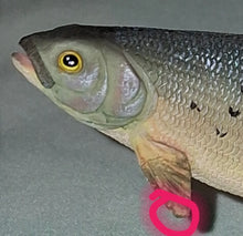 Load image into Gallery viewer, Danbury Mint The Angler's Showcase 24 North American Game Fish Figurines W/ Case
