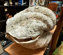 Load image into Gallery viewer, Unique Rare Extra Large Giant Clam Shell -Tridacna gigas - both halves, 34.5”
