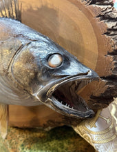 Load image into Gallery viewer, 29" Walleye Fish Taxidermy Wall Skin Mount On Wood Plaque Display Home Decor

