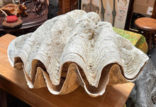 Load image into Gallery viewer, Unique Rare Extra Large Giant Clam Shell -Tridacna gigas - both halves, 34.5”
