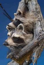 Load image into Gallery viewer, Taxidermy Raccoon Wall Mount on Rustic Driftwood Log Cabin Woodland Decor
