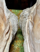 Load image into Gallery viewer, Unique Rare Extra Large Giant Clam Shell -Tridacna gigas - both halves, 34.5”
