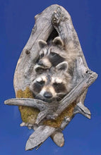 Load image into Gallery viewer, Taxidermy Raccoon Wall Mount on Rustic Driftwood Log Cabin Woodland Decor
