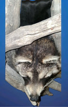 Load image into Gallery viewer, Taxidermy Raccoon Wall Mount on Rustic Driftwood Log Cabin Woodland Decor
