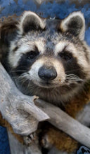 Load image into Gallery viewer, Taxidermy Raccoon Wall Mount on Rustic Driftwood Log Cabin Woodland Decor
