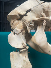 Load image into Gallery viewer, Authentic Taxidermy Baby Giraffe Skeleton Mounted On Display 68” Tall
