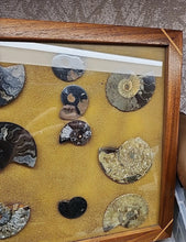Load image into Gallery viewer, Framed 12x18” Fossils Ammonites X17
