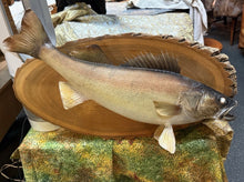 Load image into Gallery viewer, 29" Walleye Fish Taxidermy Wall Skin Mount On Wood Plaque Display Home Decor

