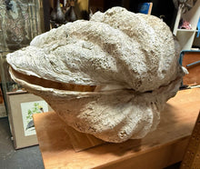 Load image into Gallery viewer, Unique Rare Extra Large Giant Clam Shell -Tridacna gigas - both halves, 34.5”

