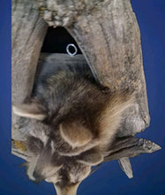 Load image into Gallery viewer, Taxidermy Raccoon Wall Mount on Rustic Driftwood Log Cabin Woodland Decor
